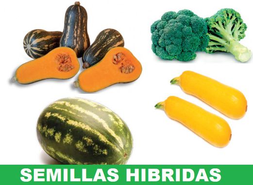 catalogo de semillas hibridas disponibles para toda colombia