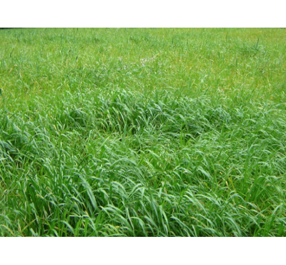 PASTO RYE GRASS AUBADE BOLSA X 2 LIBRAS (SEMILLA)