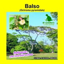 BALSO (SEMILLA)