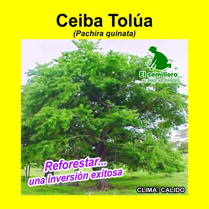 CEIBA TOLÚA F.I. NACIONAL (SEMILLA)