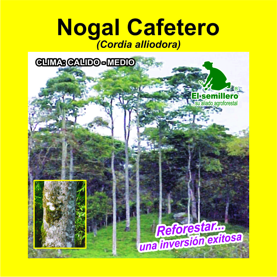 NOGAL CAFETERO (SEMILLA)