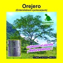 OREJERO (SEMILLA) (1 Kg)