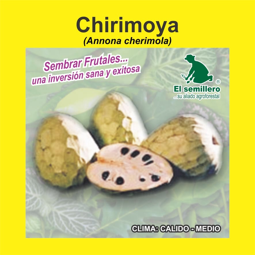 CHIRIMOYA (SEMILLA)