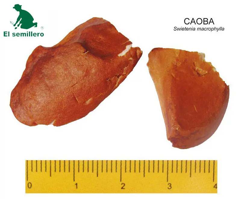 caoba.webp