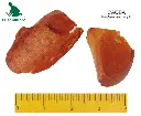 caoba.webp