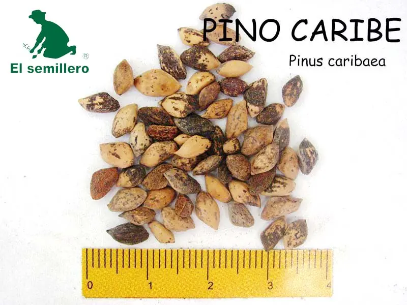 pino-caribe.webp
