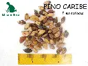 pino-caribe.webp