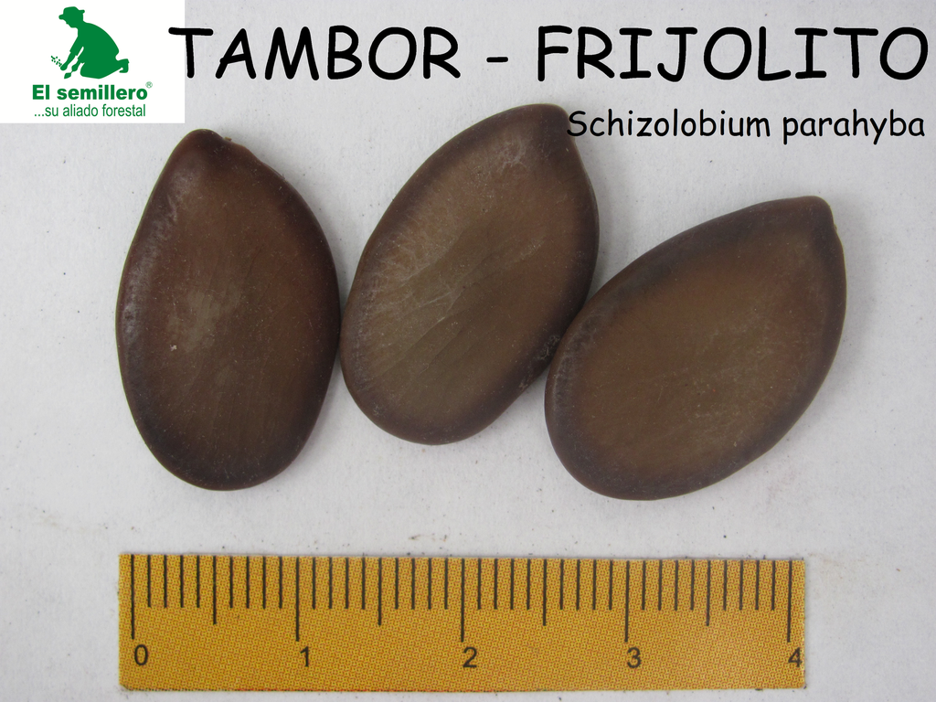 TAMBOR - FRIJOLITO (SEMILLA)