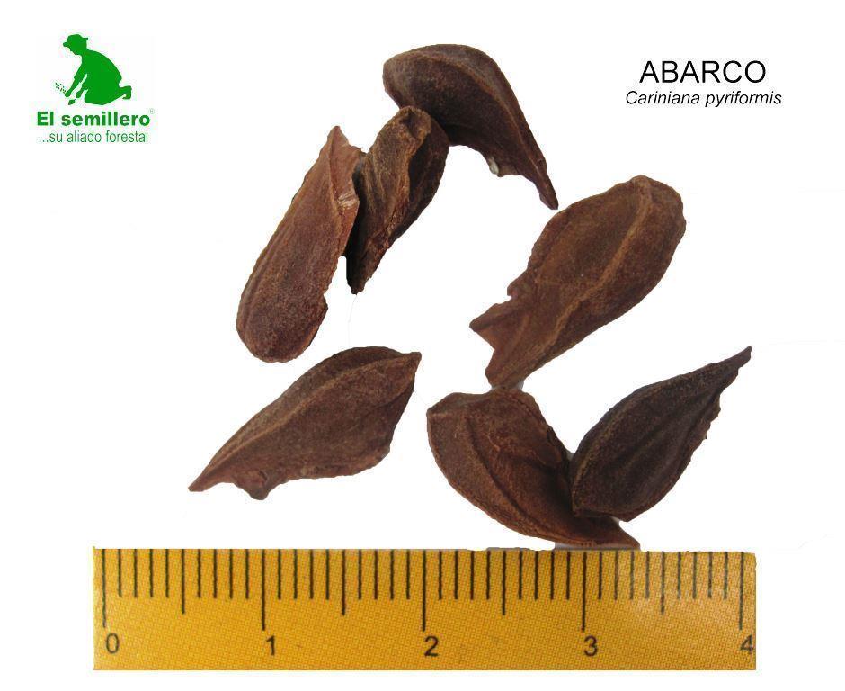 ABARCO (SEMILLA)