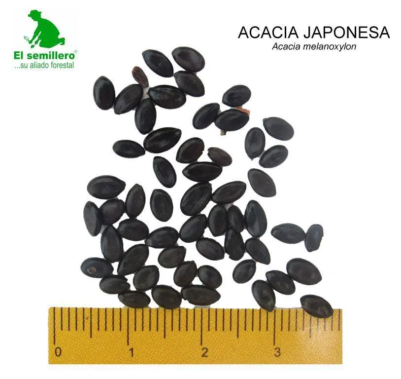Acacia japonesa.webp