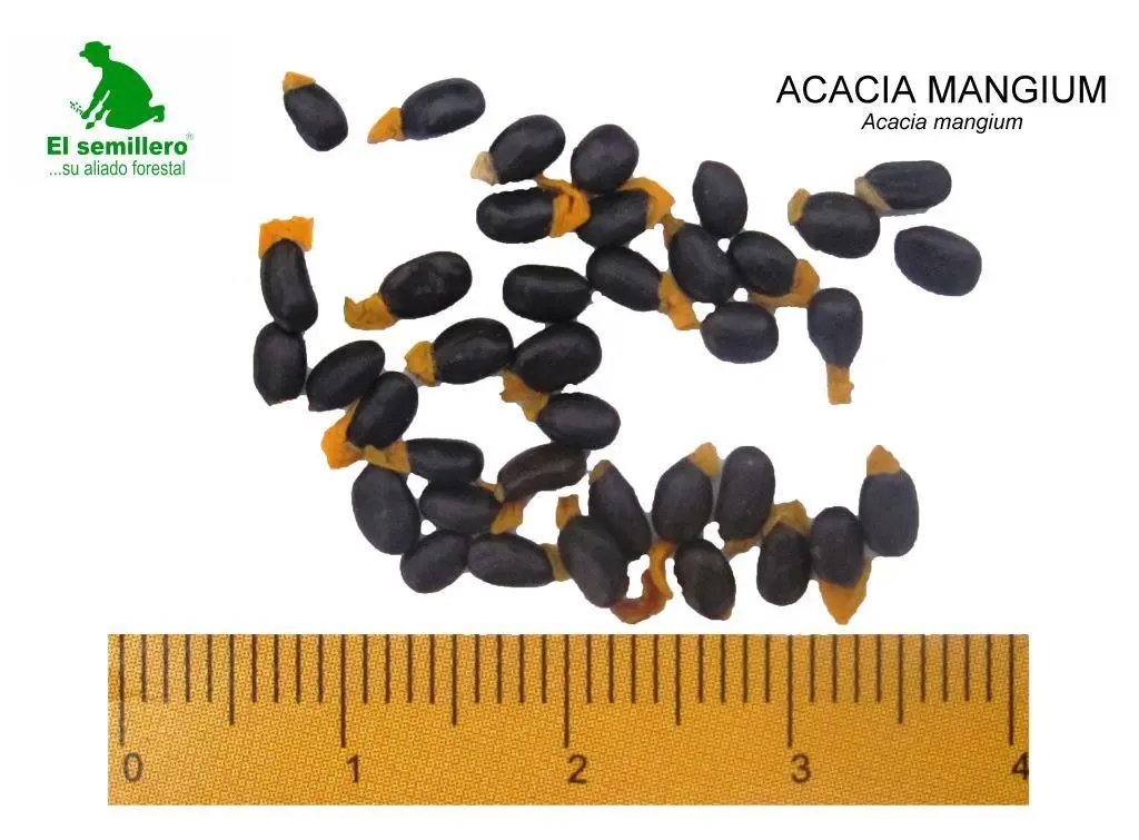 Acacia mangium.webp
