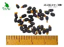 Acacia mangium.webp