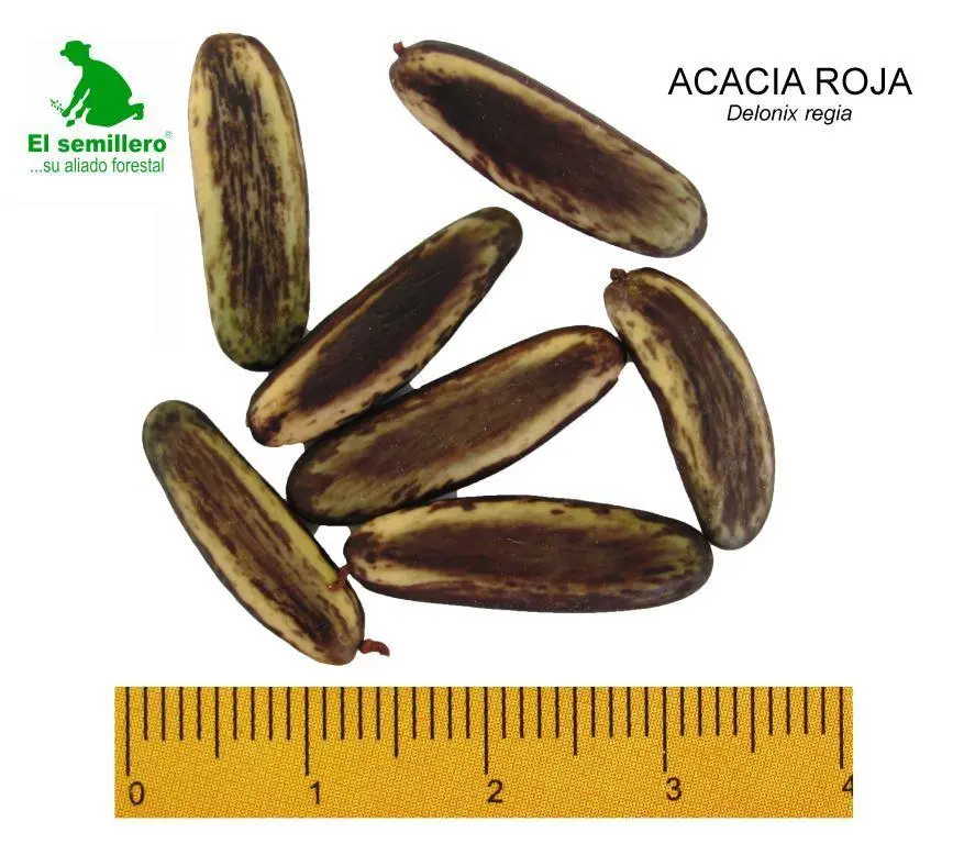 Acacia roja.webp