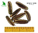 Acacia roja.webp