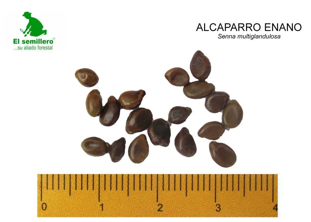 Alcaparro enano.webp