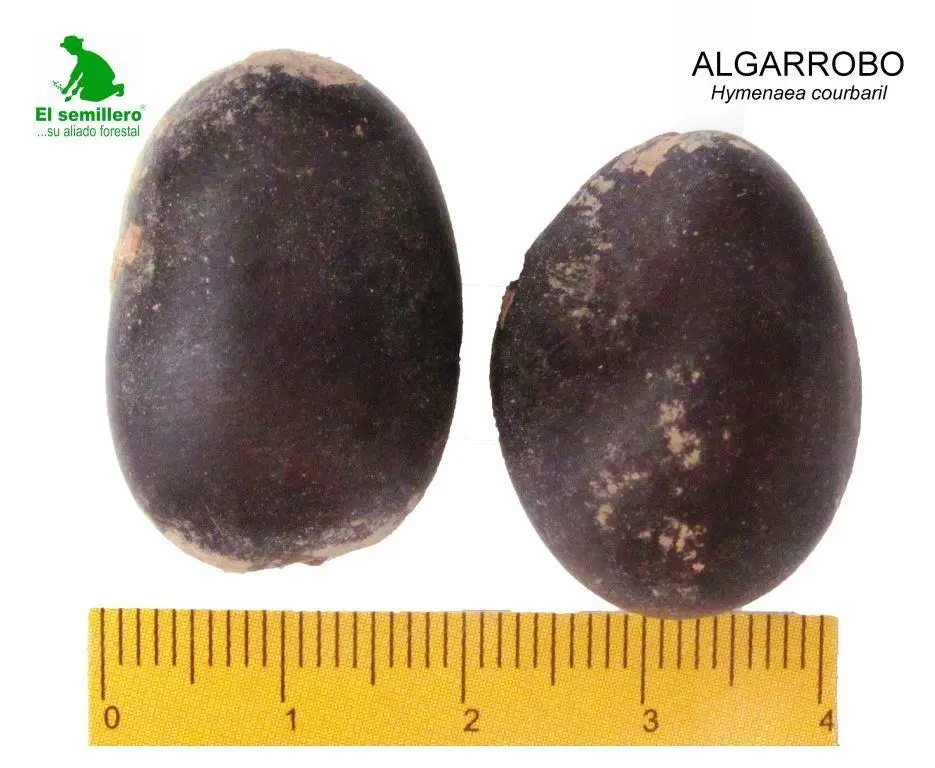 Algarrobo.webp
