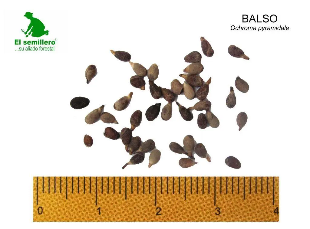 Balso.webp