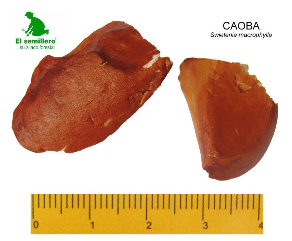 Caoba.webp