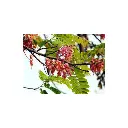 acacia-rosada.webp