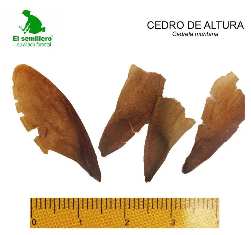 Cedro de altura.webp