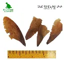 Cedro de altura.webp