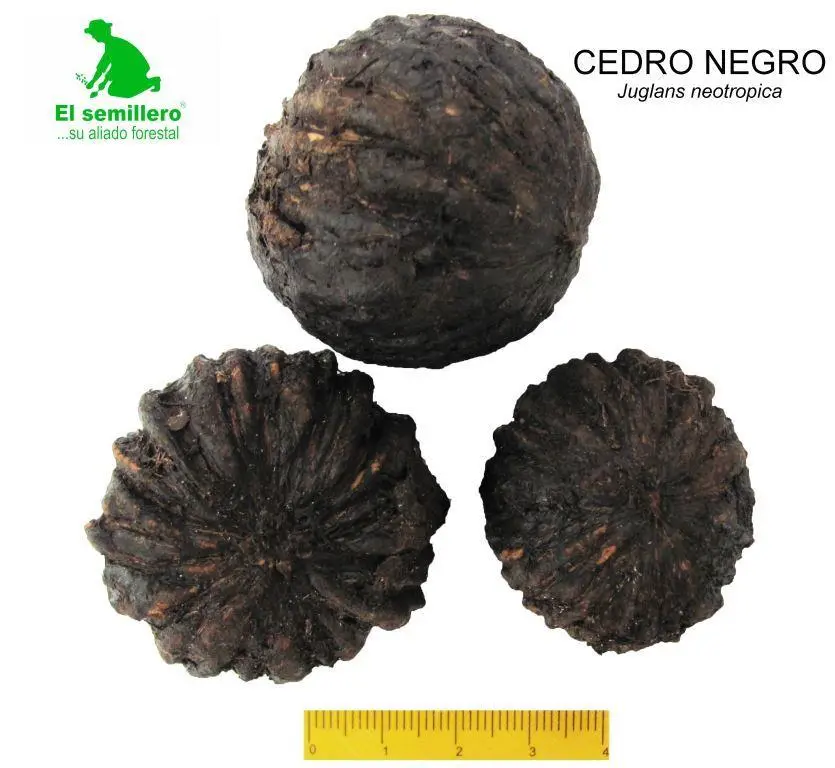 Cedro Negro.webp