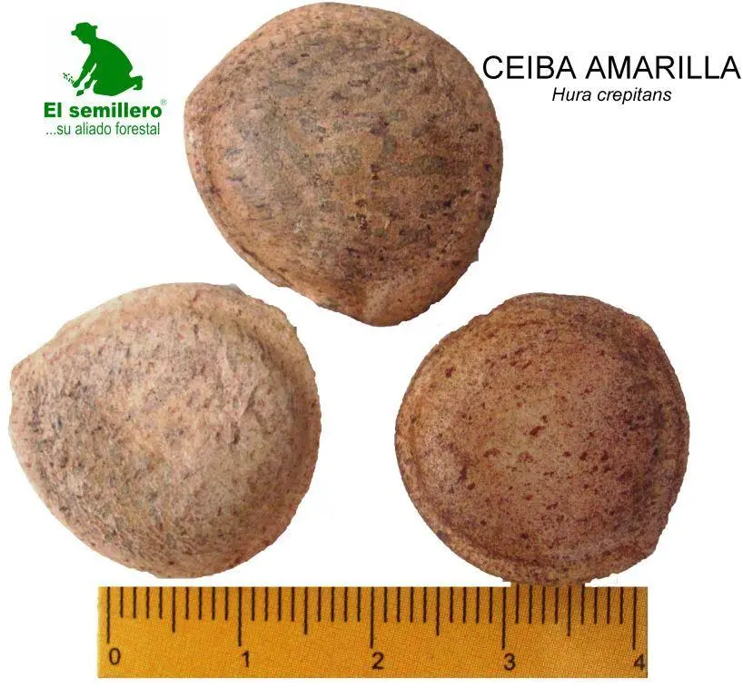 Ceiba amarilla.webp