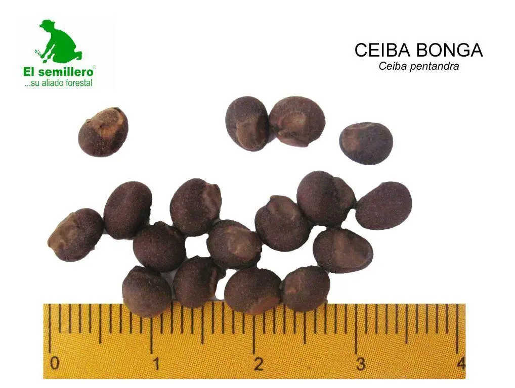 Ceiba bonga.webp