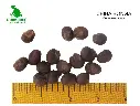 Ceiba bonga.webp