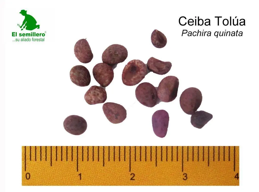 Ceiba Tolua.webp