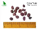 Ceiba Tolua.webp