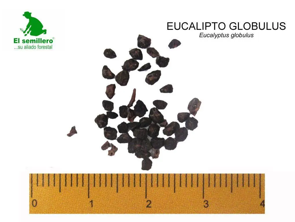 Eucalipto globulus.webp