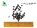 Eucalipto globulus.webp