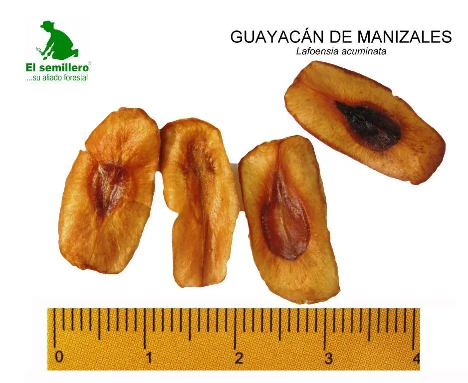 Guayacan de Manizalez.webp