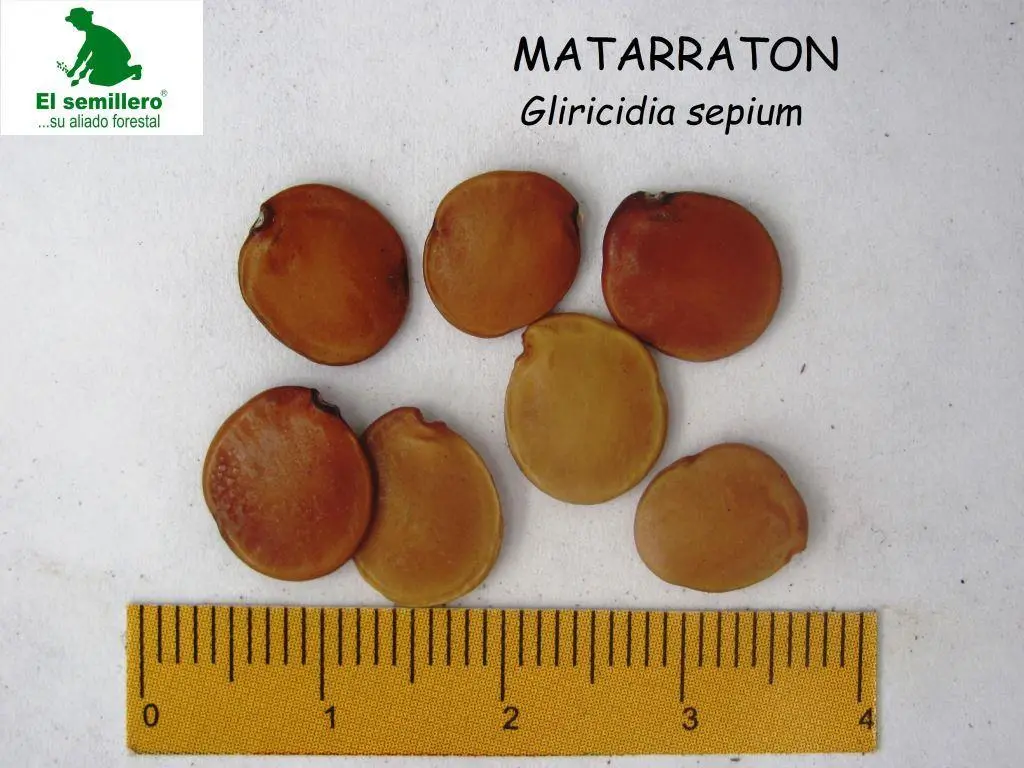 Matarraton.webp