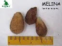 Melina.webp