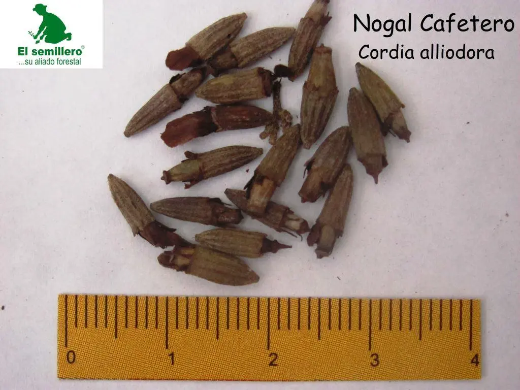 Nogal Cafetero.webp