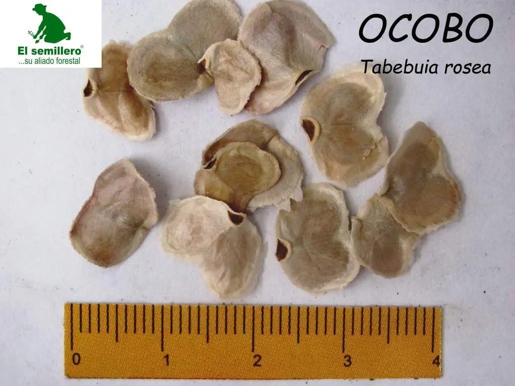 Ocobo.webp