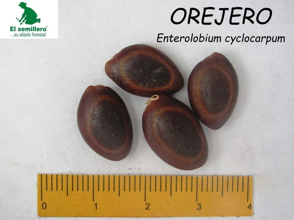 Orejero.webp