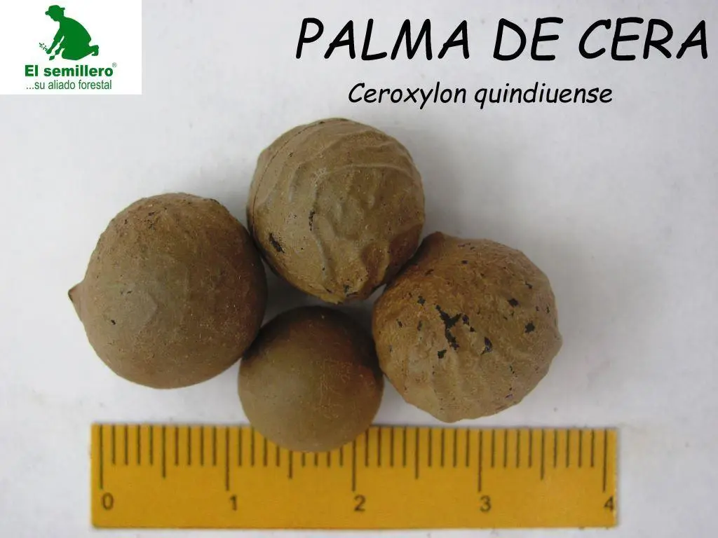 Palma de cera.webp