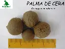 Palma de cera.webp