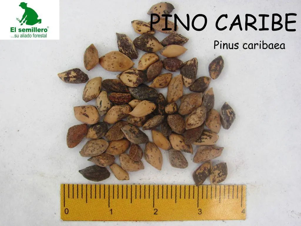 Pino caribe.webp