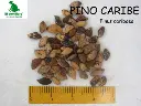 Pino caribe.webp