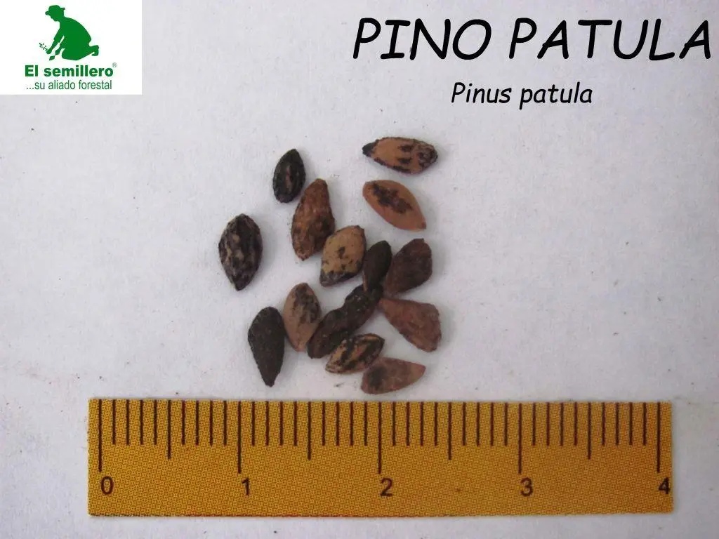 Pino patula.webp