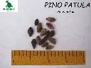 Pino patula.webp