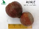 Roble.webp