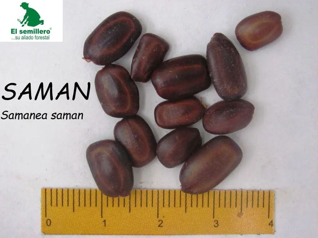 Saman.webp