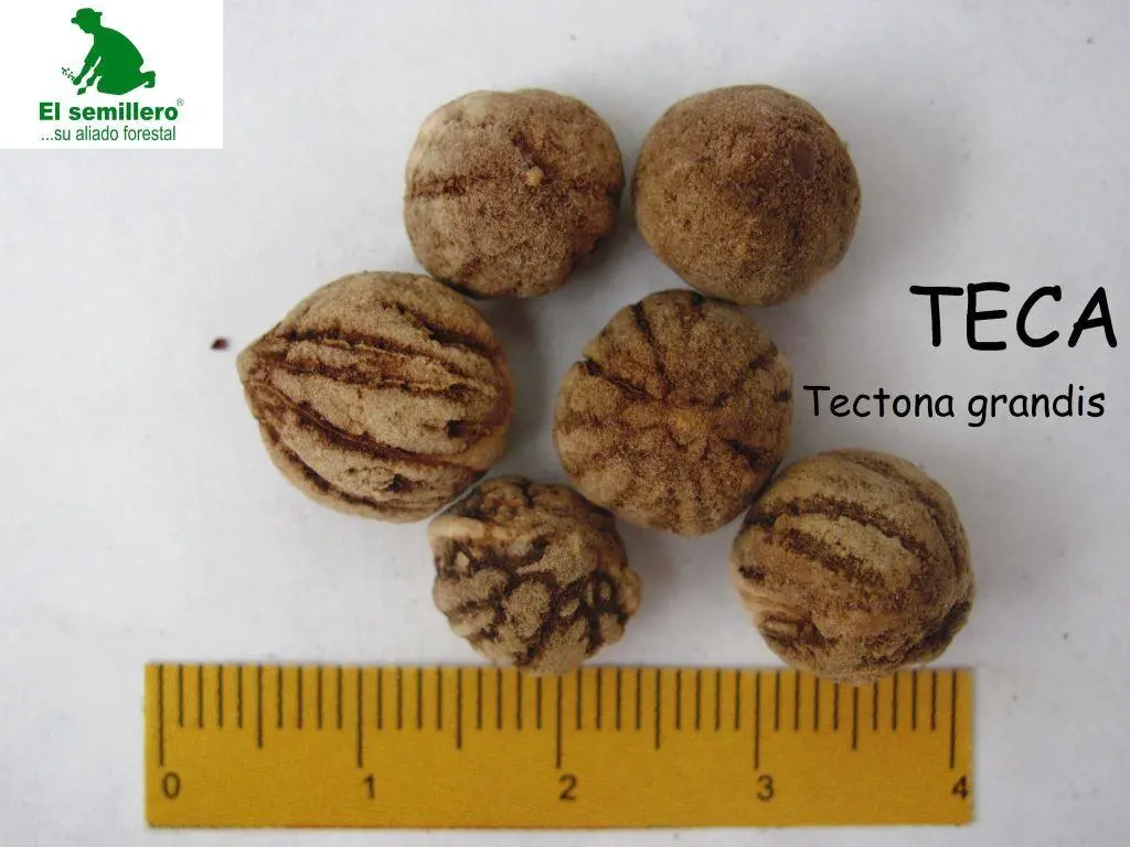 Teca.webp