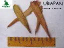 Urapan.webp