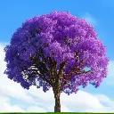 Gualanday_Arbol.webp